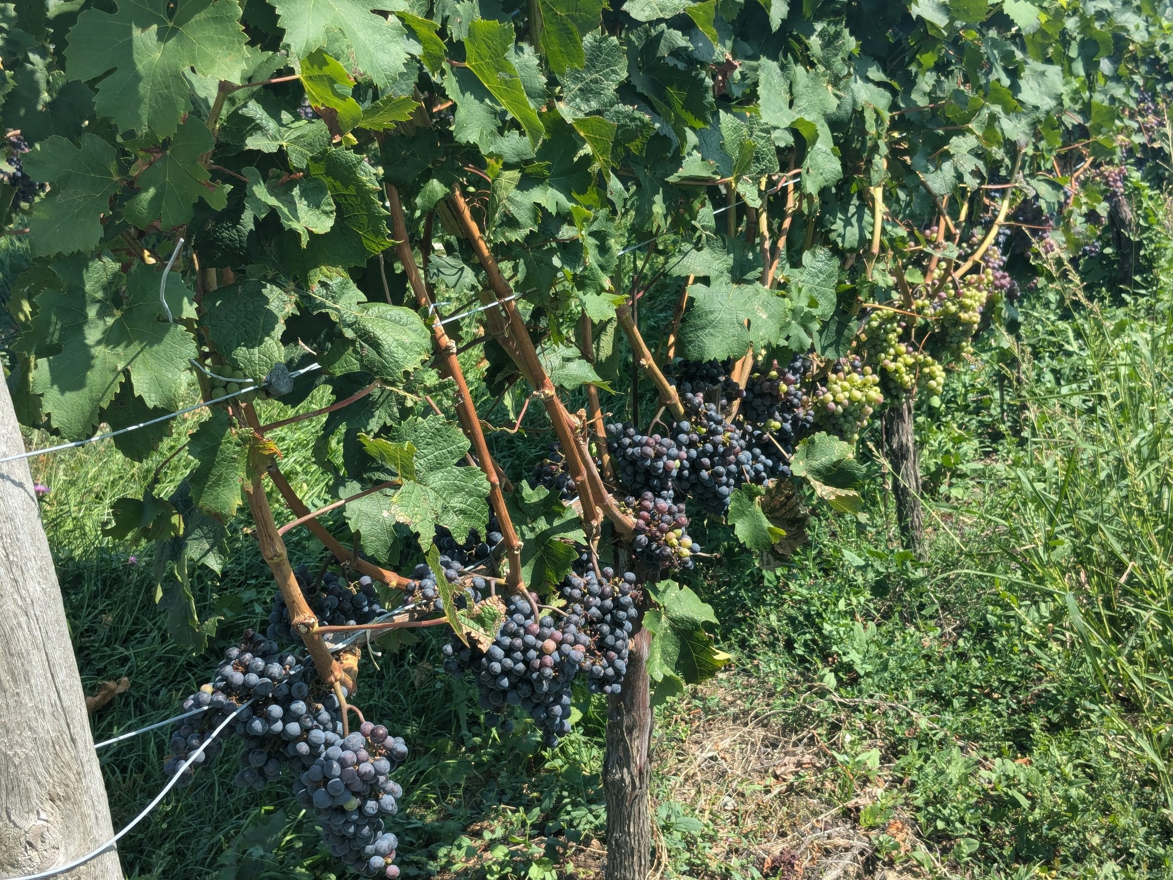 [Join a tour group] Niagara Falls Day Trip (Niagara Falls – Niagara Falls Vineyards)
